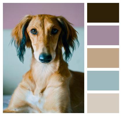 Persian Hound Saluki Animal Image